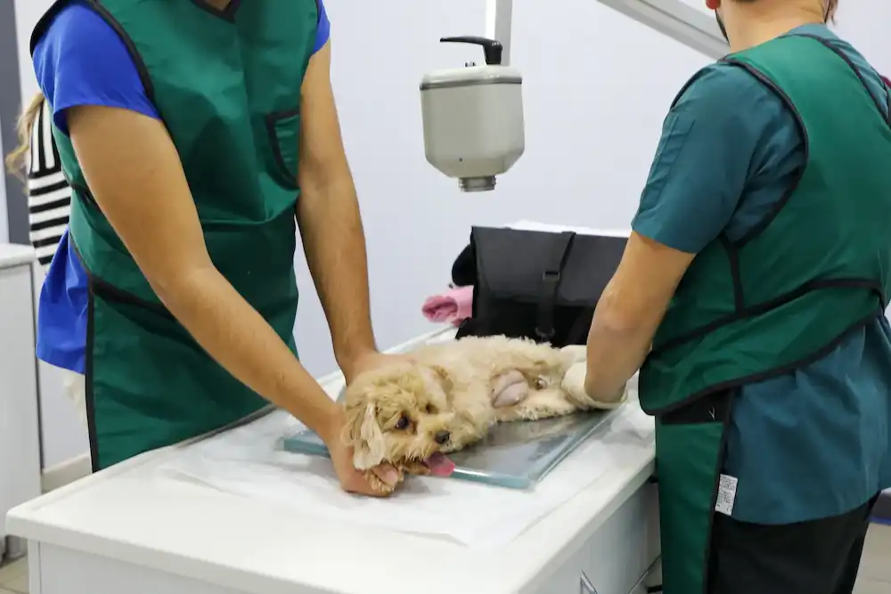 Kurtköy Monavet Veteriner Kliniği