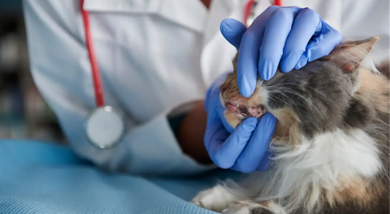 Kedi Diş Taşı Temizliği