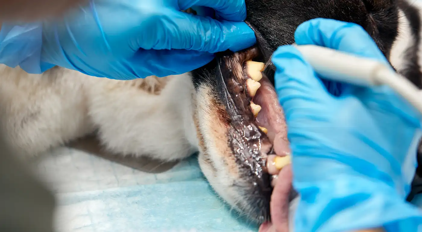 Köpek Diş Taşı Temizliği