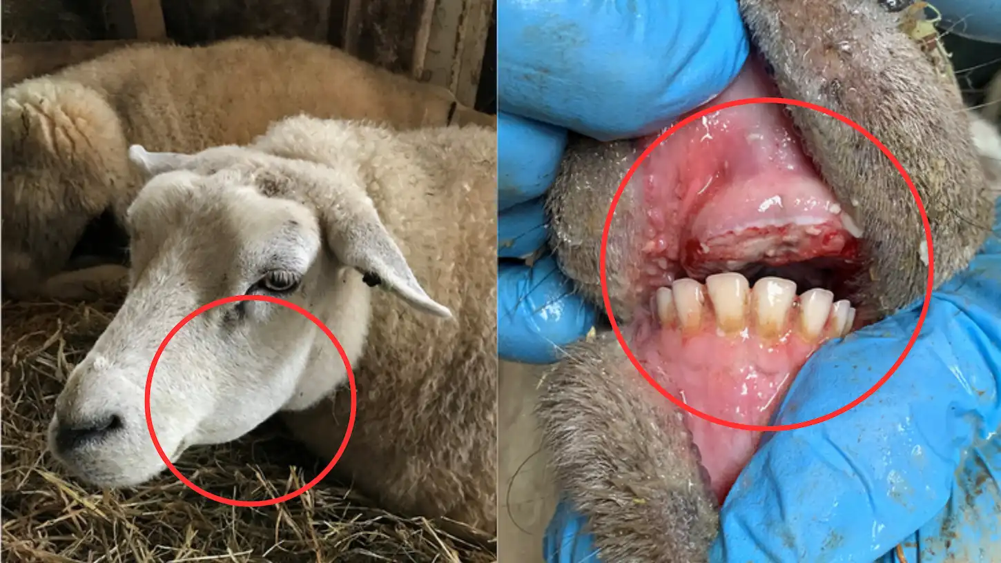 Mavi Dil Hastalığı Belirtileri