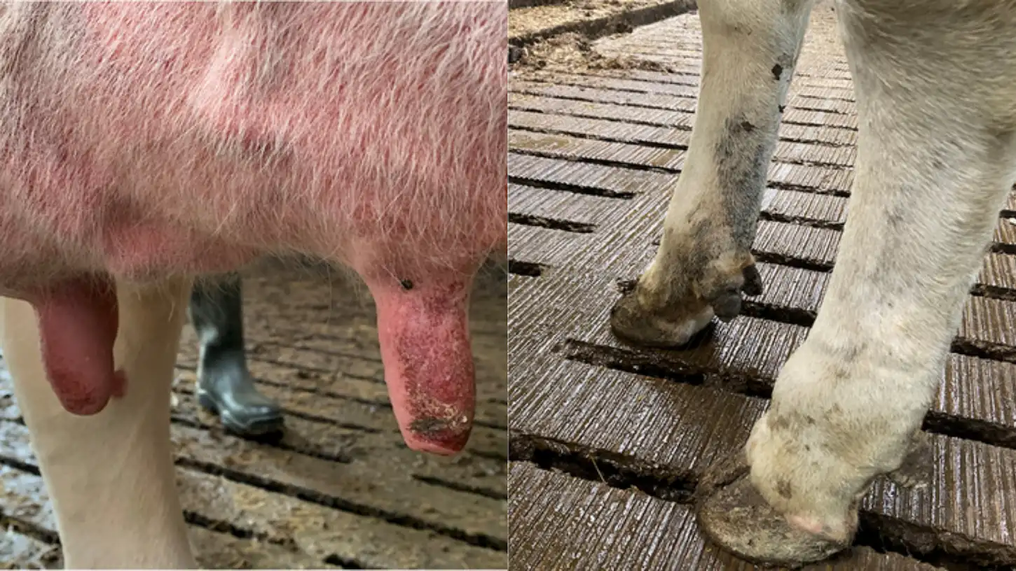 Mavi Dil Hastalığı Belirtileri